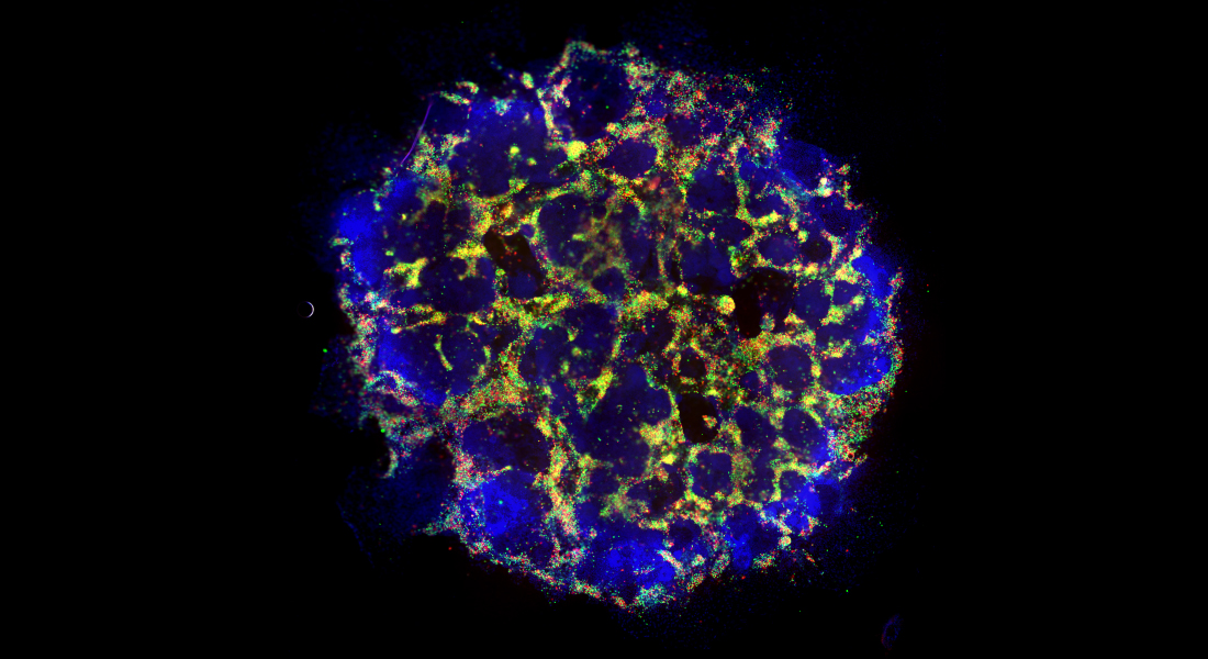 Cell Cluster of Human Embryonic Stem Cells