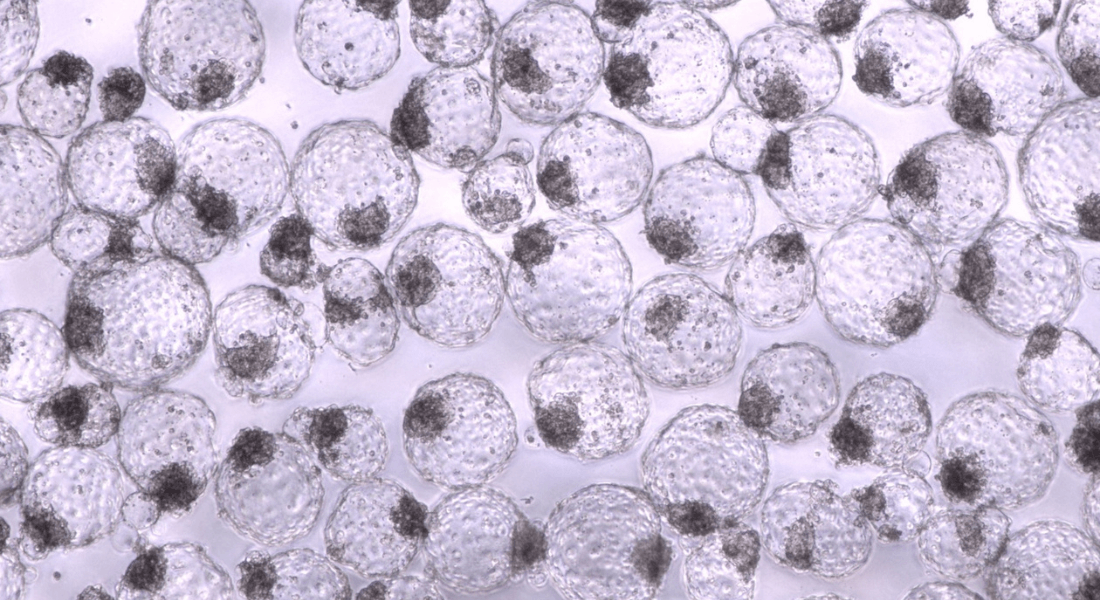 Feeder-free blastoids image