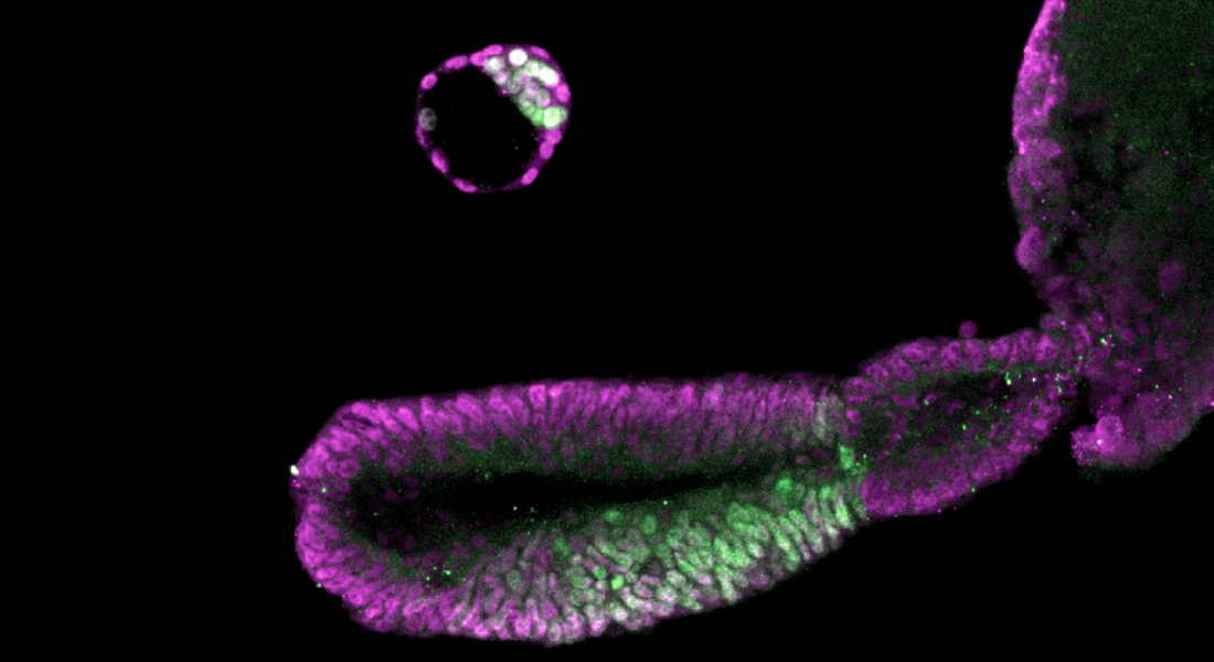 Image of research